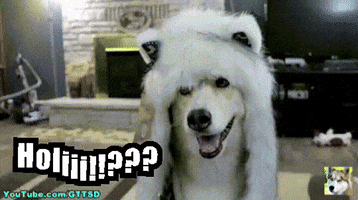 Holiii GIF