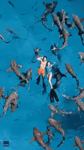 Shark Week Water GIF by Storyful