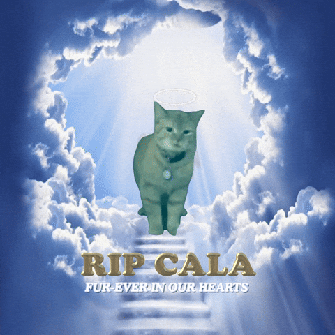 Internet sensation cala cat is no more