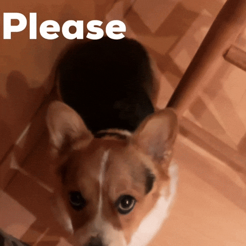 Dog Please GIF