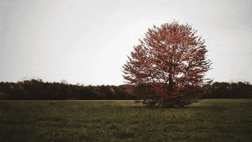 tree wind GIF
