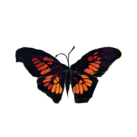 Be Right Here Monarch Butterfly Sticker by Blackberry Smoke