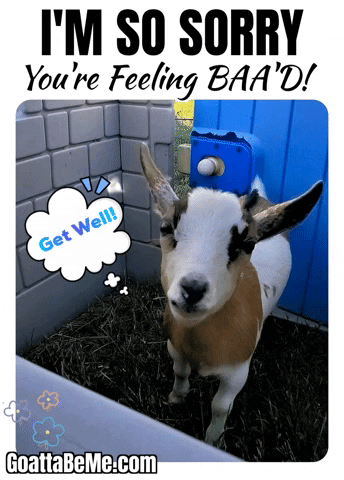 Feel Better Get Well Soon GIF by Goatta Be Me Goats! Adventures of Java, Toffee, Pumpkin and Cookie!!