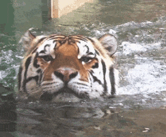 lsu football tiger GIF lsu football tiger GIF