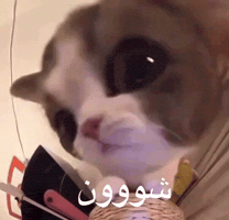 Cute Cat GIF by Bashar