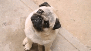 pug