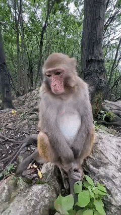 Suited Skater Lion GIF