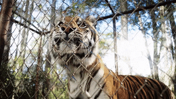 TheAvenue_Film florida tiger zoo tigers GIF