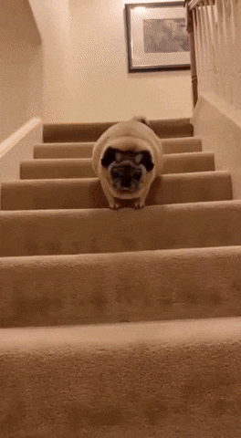 Drunk Dog GIF