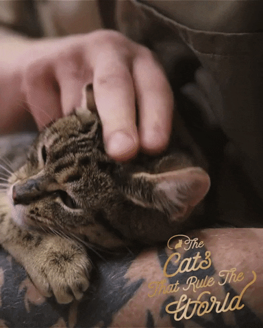 Cats Rule Cat Stroke GIF by Sheba Official