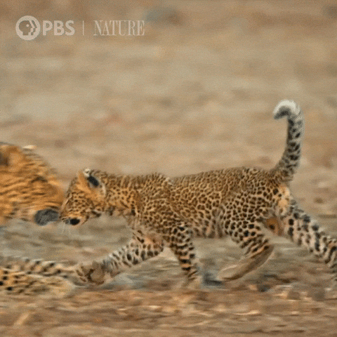 Big Cat Cats GIF by Nature on PBS