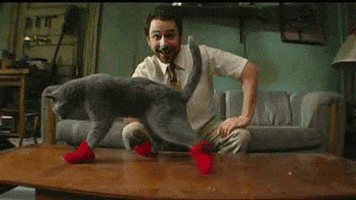 cat socks GIF
