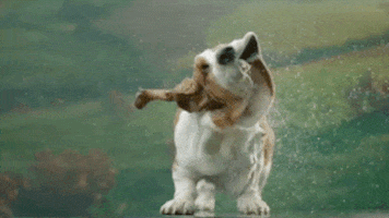dog wet shaking basset hound