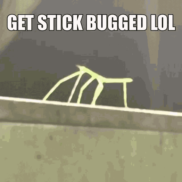 Stickbug GIF