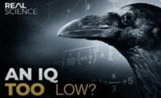 Crow Iq GIF