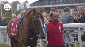 Royal Ascot Whr GIF by World Horse Racing