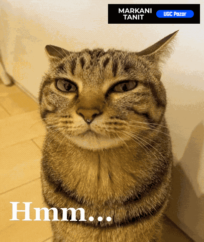 Cat What GIF by UGCPazar