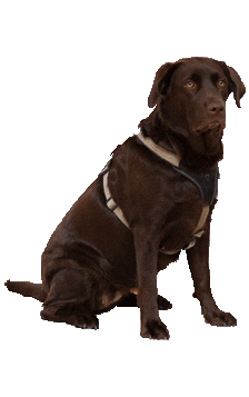 Dog Hund Sticker by jenpix