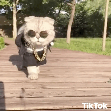 Bad Boy Deal With It GIF by TikTok - Find & Share on GIPHY