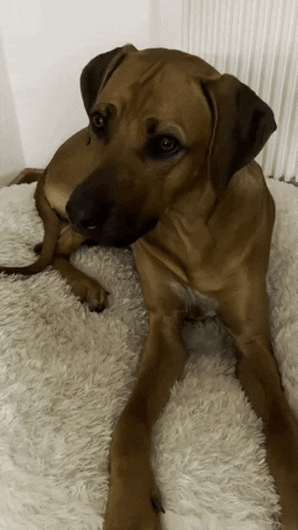 Whats Happening Dog GIF by #nikaachris