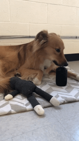 Metro Paws GIF