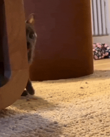 Limping Big Eyes GIF