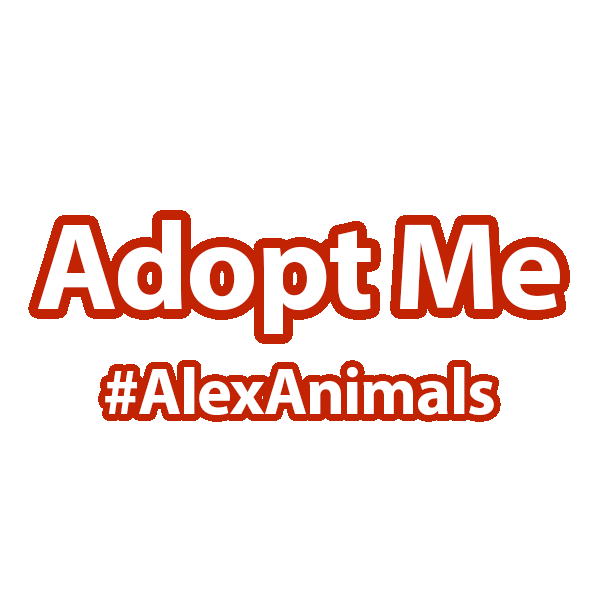 Pets Adopt Me Sticker by Animal Welfare League of Alexandria