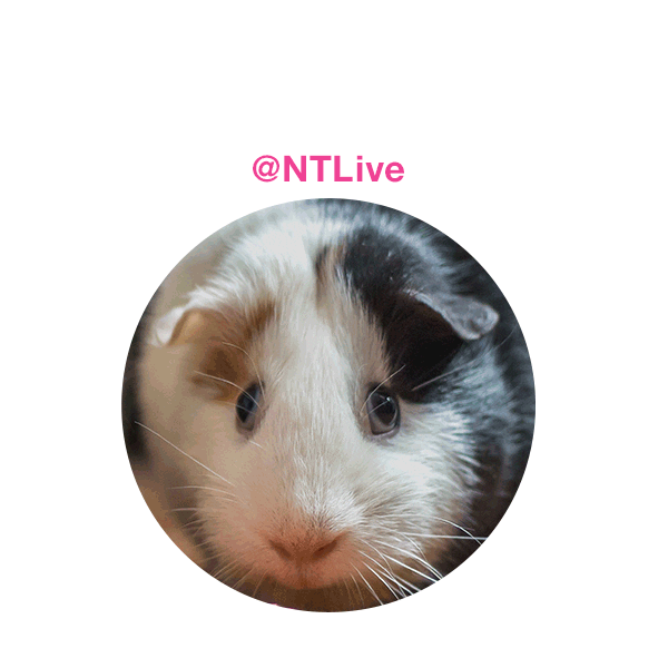 Guinea Pigs Nt Live Sticker by National Theatre for iOS & Android GIPHY