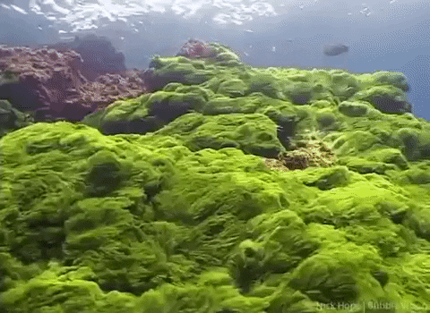Marine Biology Ocean GIF - Find & Share on GIPHY