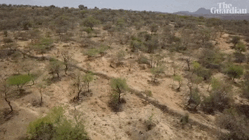 Africa Trees GIF by The Guardian