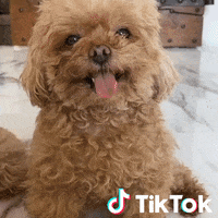 Dog Pet GIF by TikTok Italia