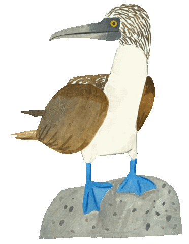 Galapagos Booby Sticker