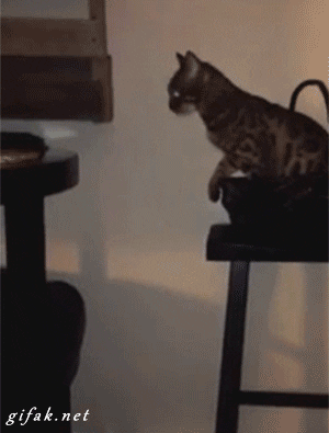 Cat Jump Fail GIFs - Get the best GIF on GIPHY