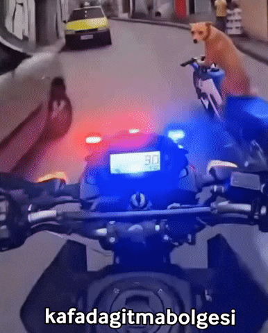 Dog Police GIF