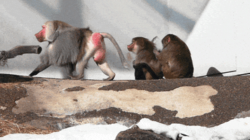 dogs baboon GIF by Viral Gifs