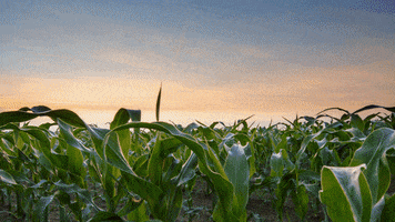 Trivolt GIF by Bayer Crop Protection