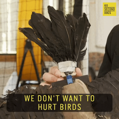 Drones Taxidermy GIF by 60 Second Docs