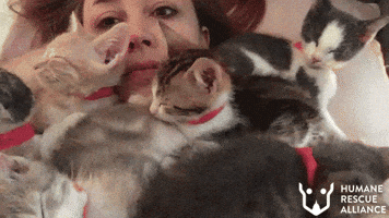 Aww Kittens GIF by Humane Rescue Alliance