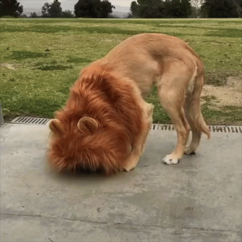 Aww Lion GIF - Find & Share on GIPHY