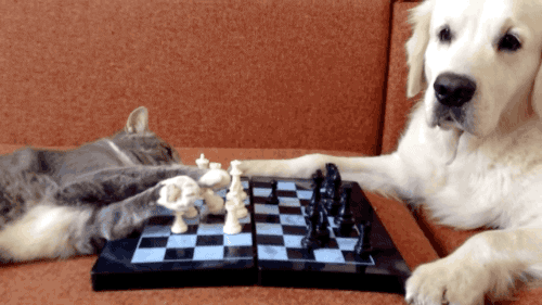 Cat FPS Chess Get On - Discover & Share GIFs