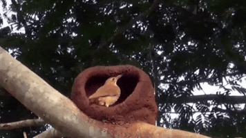 Nestle Bird Nest GIF