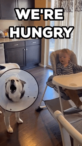Hungry Dog GIF by Storyful