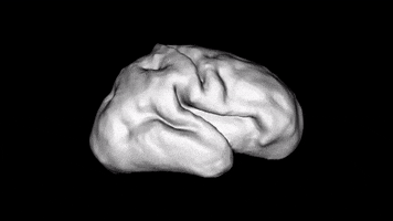 Brain Folds GIF by Washington University in St. Louis