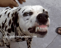 Perro Abandonado Gifs Get The Best Gif On Giphy