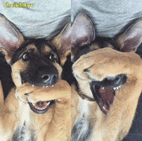 Funny Dog GIF