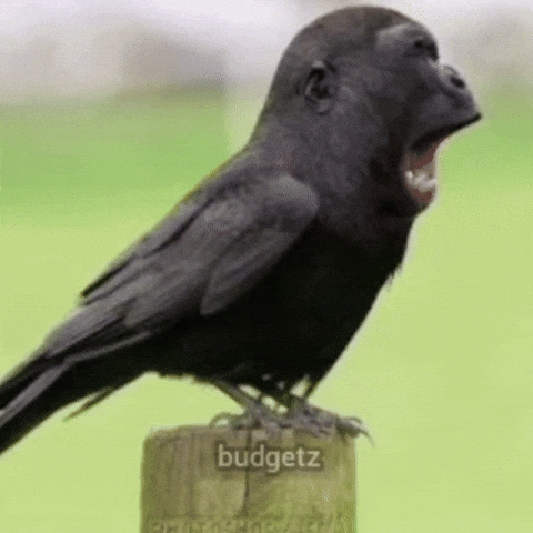 Bird GIF