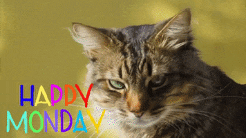 Video gif. An unhappy brown striped cat twitches its ears as it looks down. Animated flashing text reads, "Happy Monday".