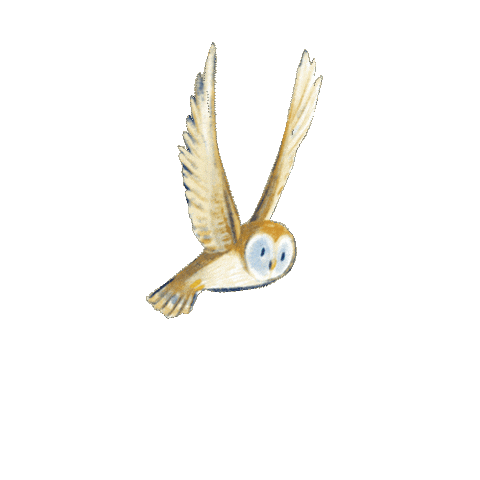 Owl Sticker by Flying Eye Books