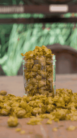 GIF by Lagunitas Brewing Company