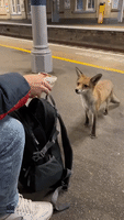 Man Shares Dinner with Hungry Fox at London Train Station